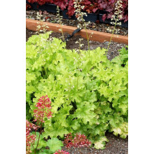 Гейхера гібридна Лайм Руффлс | Гейхера гибридная Лайм Руффлс | Heuchera hybrida Lime Ruffles