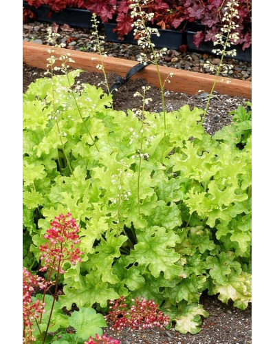 Гейхера гібридна Лайм Руффлс | Гейхера гибридная Лайм Руффлс | Heuchera hybrida Lime Ruffles