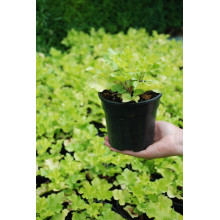 Гейхера гібридна Лайм Руффлс | Гейхера гибридная Лайм Руффлс | Heuchera hybrida Lime Ruffles