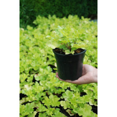 Гейхера гібридна Лайм Руффлс | Гейхера гибридная Лайм Руффлс | Heuchera hybrida Lime Ruffles