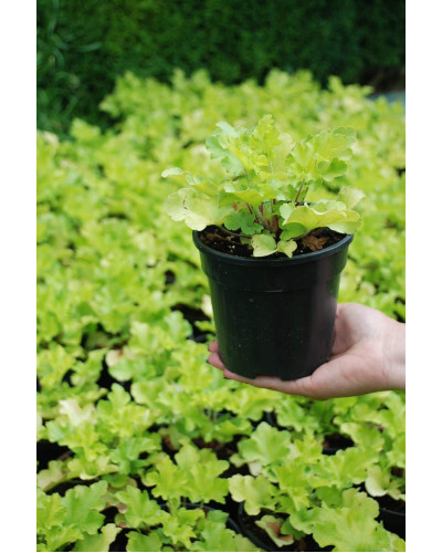 Гейхера гібридна Лайм Руффлс | Гейхера гибридная Лайм Руффлс | Heuchera hybrida Lime Ruffles
