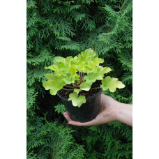 Гейхера гібридна Лайм Руффлс | Гейхера гибридная Лайм Руффлс | Heuchera hybrida Lime Ruffles