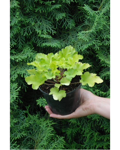 Гейхера гібридна Лайм Руффлс | Гейхера гибридная Лайм Руффлс | Heuchera hybrida Lime Ruffles