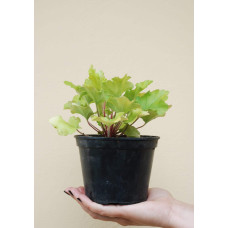 Гейхера гібридна Лайм Руффлс | Гейхера гибридная Лайм Руффлс | Heuchera hybrida Lime Ruffles