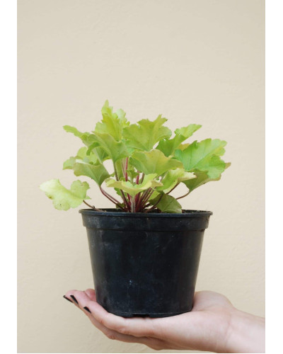 Гейхера гібридна Лайм Руффлс | Гейхера гибридная Лайм Руффлс | Heuchera hybrida Lime Ruffles