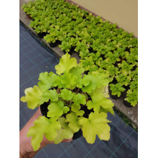 Гейхера гібридна Лайм Руффлс | Гейхера гибридная Лайм Руффлс | Heuchera hybrida Lime Ruffles