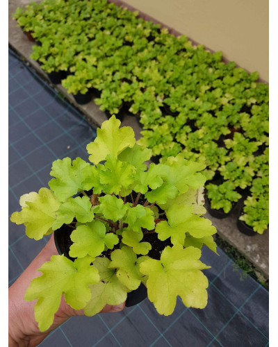Гейхера гібридна Лайм Руффлс | Гейхера гибридная Лайм Руффлс | Heuchera hybrida Lime Ruffles