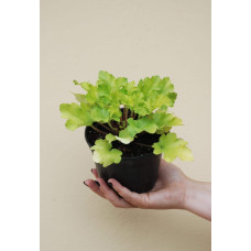 Гейхера гібридна Лайм Руффлс | Гейхера гибридная Лайм Руффлс | Heuchera hybrida Lime Ruffles