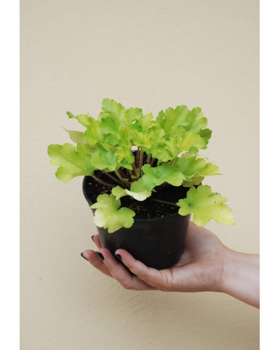 Гейхера гібридна Лайм Руффлс | Гейхера гибридная Лайм Руффлс | Heuchera hybrida Lime Ruffles