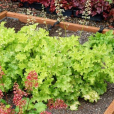 Гейхера гібридна Лайм Руффлс | Гейхера гибридная Лайм Руффлс | Heuchera hybrida Lime Ruffles