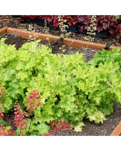 Гейхера гібридна Лайм Руффлс | Гейхера гибридная Лайм Руффлс | Heuchera hybrida Lime Ruffles
