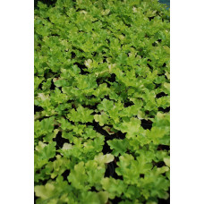 Гейхера гібридна Лайм Руффлс | Гейхера гибридная Лайм Руффлс | Heuchera hybrida Lime Ruffles