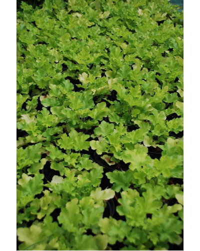 Гейхера гібридна Лайм Руффлс | Гейхера гибридная Лайм Руффлс | Heuchera hybrida Lime Ruffles