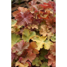 Гейхера гібридна Кассандра | Heuchera villosa Kassandra | Гейхера гибридная Кассандра