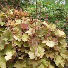 Гейхера гібридна Кассандра | Heuchera villosa Kassandra | Гейхера гибридная Кассандра