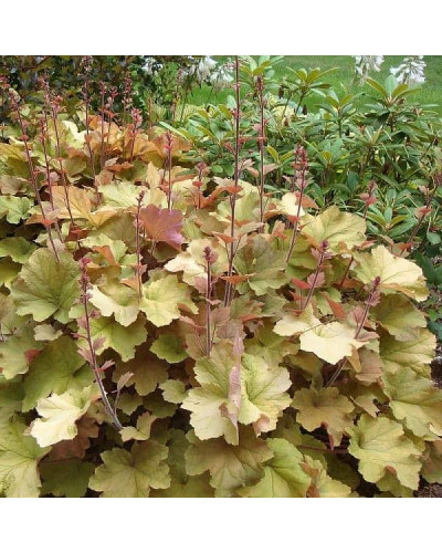 Гейхера гібридна Кассандра | Heuchera villosa Kassandra | Гейхера гибридная Кассандра