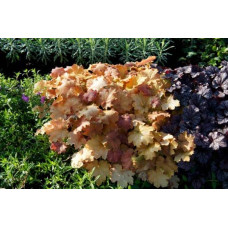 Гейхера гібридна Кассандра | Heuchera villosa Kassandra | Гейхера гибридная Кассандра