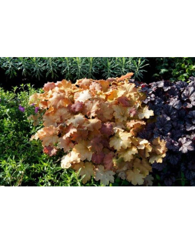 Гейхера гібридна Кассандра | Heuchera villosa Kassandra | Гейхера гибридная Кассандра