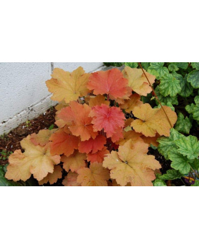 Гейхера гібридна Кассандра | Heuchera villosa Kassandra | Гейхера гибридная Кассандра