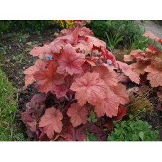 Гейхера гібридна Кассандра | Heuchera villosa Kassandra | Гейхера гибридная Кассандра