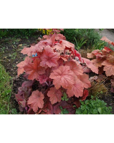 Гейхера гібридна Кассандра | Heuchera villosa Kassandra | Гейхера гибридная Кассандра