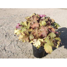 Гейхера гібридна Кассандра | Heuchera villosa Kassandra | Гейхера гибридная Кассандра