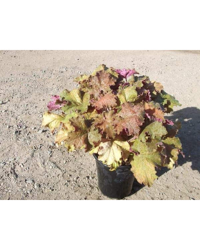 Гейхера гібридна Кассандра | Heuchera villosa Kassandra | Гейхера гибридная Кассандра