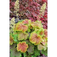 Гейхера гібридна Дельта Даун | Heuchera hybrida Delta Dawn | Гейхера гибридная Дельта Даун
