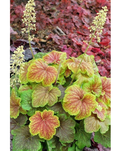 Гейхера гібридна Дельта Даун | Heuchera hybrida Delta Dawn | Гейхера гибридная Дельта Даун