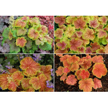 Гейхера гібридна Дельта Даун | Heuchera hybrida Delta Dawn | Гейхера гибридная Дельта Даун