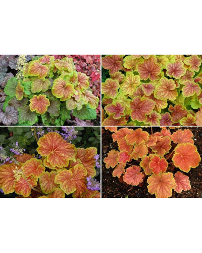 Гейхера гібридна Дельта Даун | Heuchera hybrida Delta Dawn | Гейхера гибридная Дельта Даун
