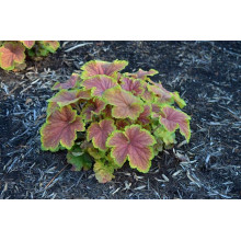 Гейхера гібридна Дельта Даун | Heuchera hybrida Delta Dawn | Гейхера гибридная Дельта Даун