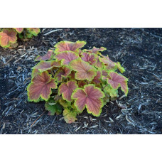 Гейхера гібридна Дельта Даун | Heuchera hybrida Delta Dawn | Гейхера гибридная Дельта Даун