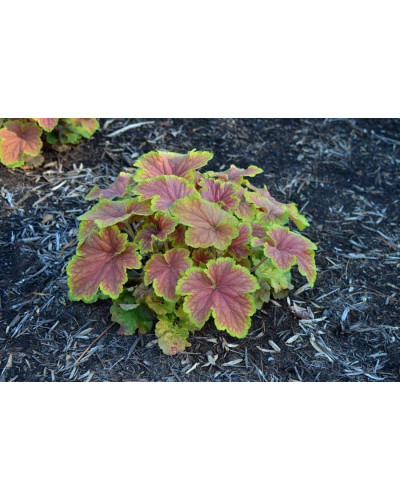Гейхера гібридна Дельта Даун | Heuchera hybrida Delta Dawn | Гейхера гибридная Дельта Даун