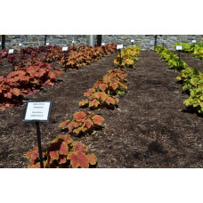 Гейхера гібридна Дельта Даун | Heuchera hybrida Delta Dawn | Гейхера гибридная Дельта Даун