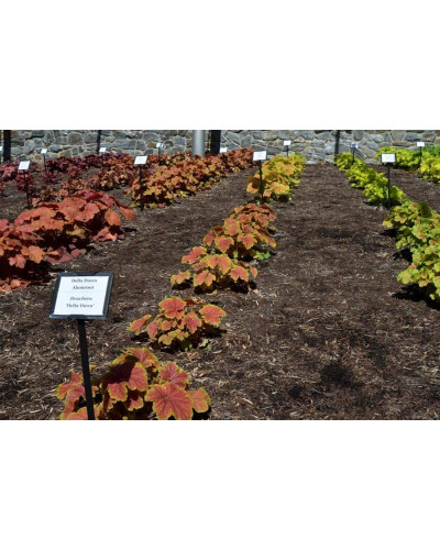 Гейхера гібридна Дельта Даун | Heuchera hybrida Delta Dawn | Гейхера гибридная Дельта Даун
