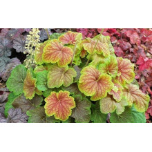 Гейхера гібридна Дельта Даун | Heuchera hybrida Delta Dawn | Гейхера гибридная Дельта Даун