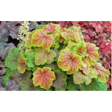 Гейхера гібридна Дельта Даун | Heuchera hybrida Delta Dawn | Гейхера гибридная Дельта Даун