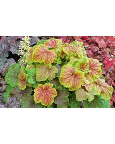 Гейхера гібридна Дельта Даун | Heuchera hybrida Delta Dawn | Гейхера гибридная Дельта Даун