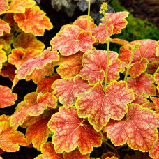 Гейхера гібридна Дельта Даун | Heuchera hybrida Delta Dawn | Гейхера гибридная Дельта Даун