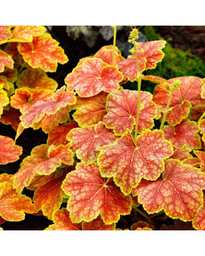 Гейхера гібридна Дельта Даун | Heuchera hybrida Delta Dawn | Гейхера гибридная Дельта Даун