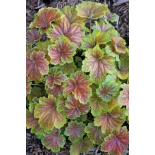 Гейхера гібридна Дельта Даун | Heuchera hybrida Delta Dawn | Гейхера гибридная Дельта Даун