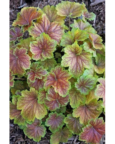 Гейхера гібридна Дельта Даун | Heuchera hybrida Delta Dawn | Гейхера гибридная Дельта Даун
