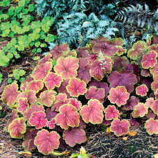 Гейхера гібридна Дельта Даун | Heuchera hybrida Delta Dawn | Гейхера гибридная Дельта Даун