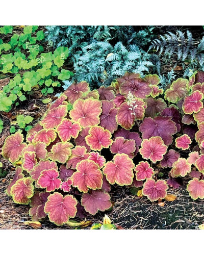 Гейхера гібридна Дельта Даун | Heuchera hybrida Delta Dawn | Гейхера гибридная Дельта Даун