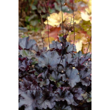 Гейхера гібридна Блек Перл | Heuchera hybrida Black Pearlca | Гейхера гибридная Блэк Пёрл