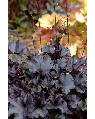 Гейхера гібридна Блек Перл | Heuchera hybrida Black Pearlca | Гейхера гибридная Блэк Пёрл