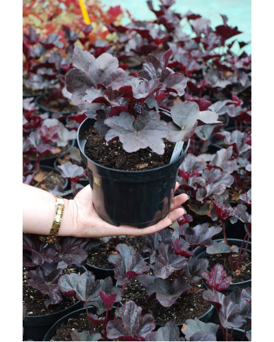 Гейхера гібридна Блек Перл | Heuchera hybrida Black Pearlca | Гейхера гибридная Блэк Пёрл