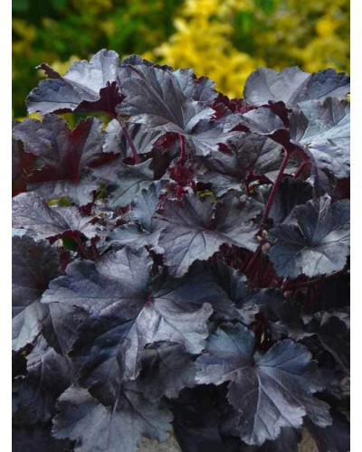 Гейхера гібридна Блек Перл | Heuchera hybrida Black Pearlca | Гейхера гибридная Блэк Пёрл