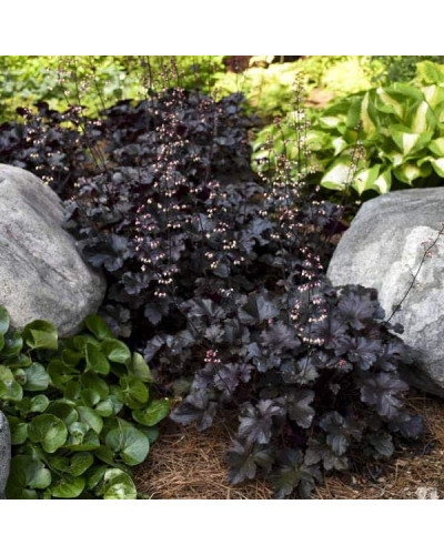 Гейхера гібридна Блек Перл | Heuchera hybrida Black Pearlca | Гейхера гибридная Блэк Пёрл